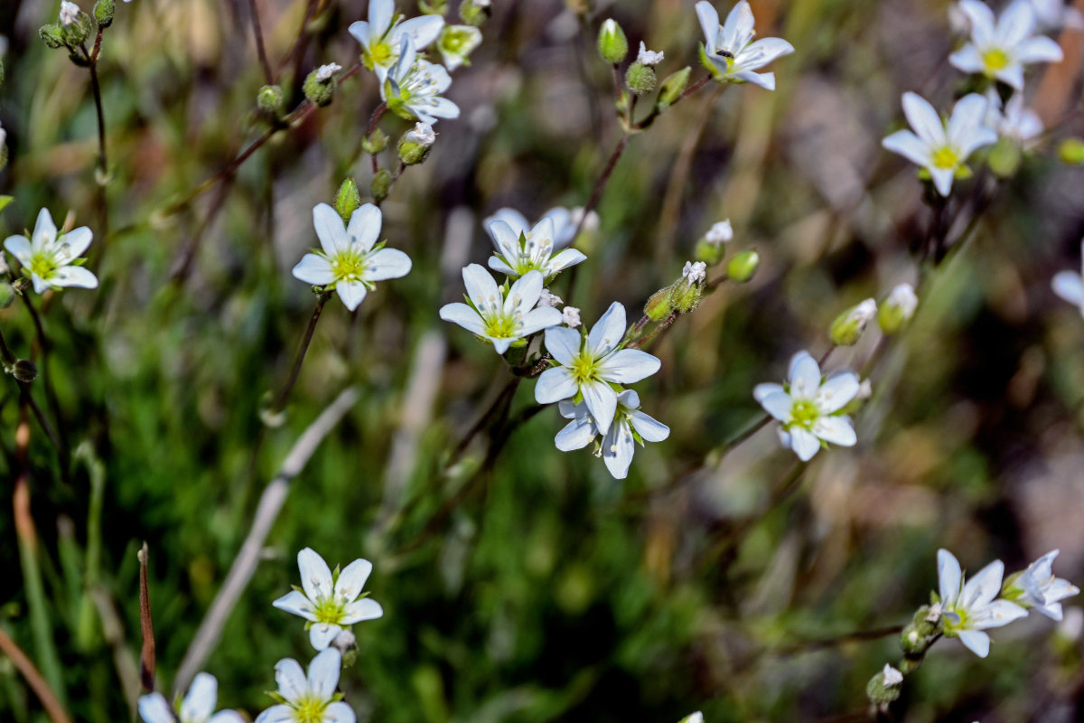 Изображение особи Minuartia lineata.