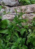 Scrophularia grayana. Верхушка отцветающего и плодоносящего растения. Курильские о-ва, о-в Итуруп, долина р. Водопадная вблизи устья, каменистый берег, среди плавника. 18.08.2023.