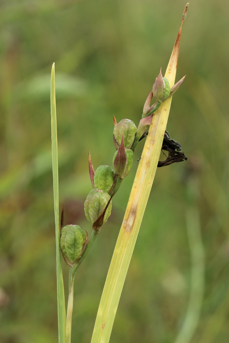 Image of Gladiolus imbricatus specimen.