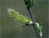 Salix myrsinifolia. Часть побега с соцветием. Московская обл., Раменский р-н, окр. ж.-д. платформы Хрипань, просека под ЛЭП. 29.04.2014.