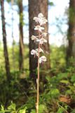 Pyrola incarnata