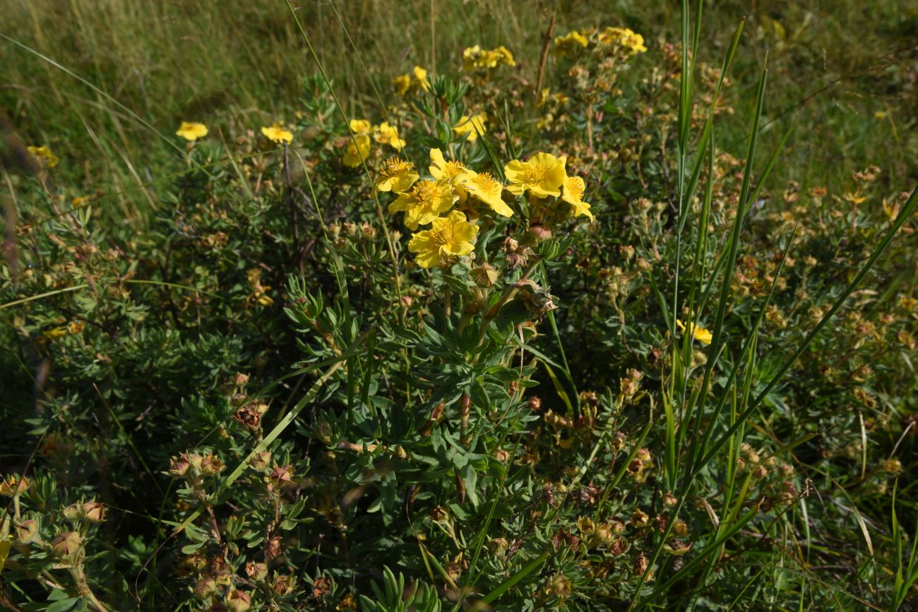 Изображение особи Dasiphora fruticosa.