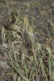 Anisantha tectorum