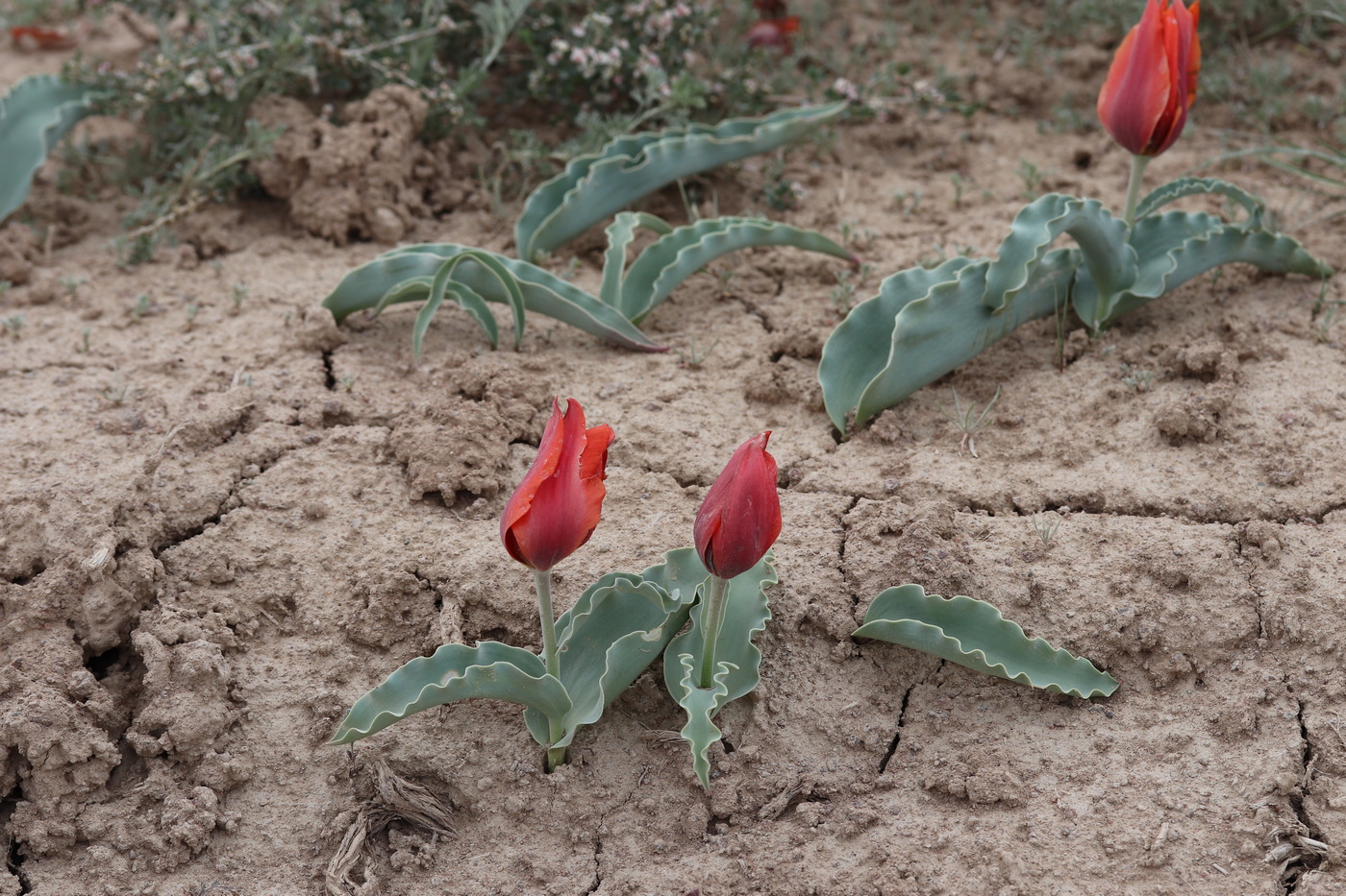 Изображение особи Tulipa alberti.