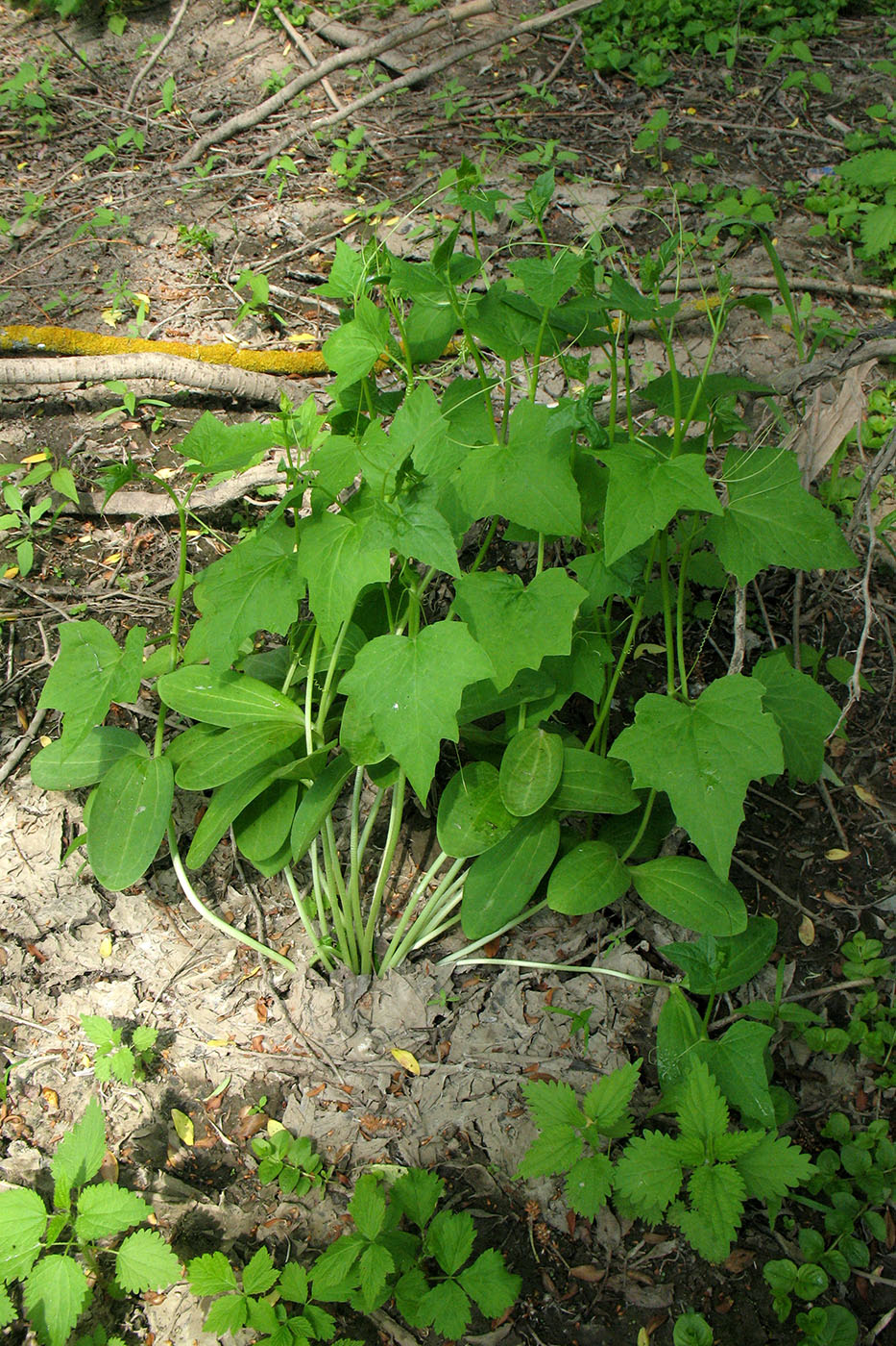 Image of Echinocystis lobata specimen.