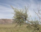 Haloxylon persicum