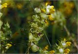 Rhinanthus aestivalis