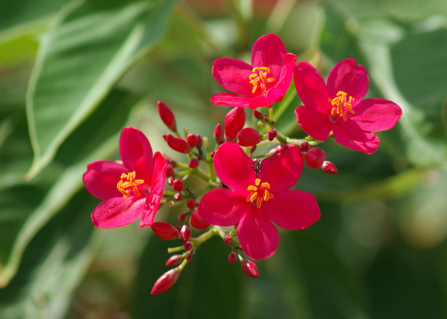 Image of Jatropha integerrima specimen.
