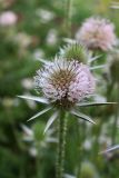 genus Dipsacus