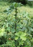 Malva variety neuroloma