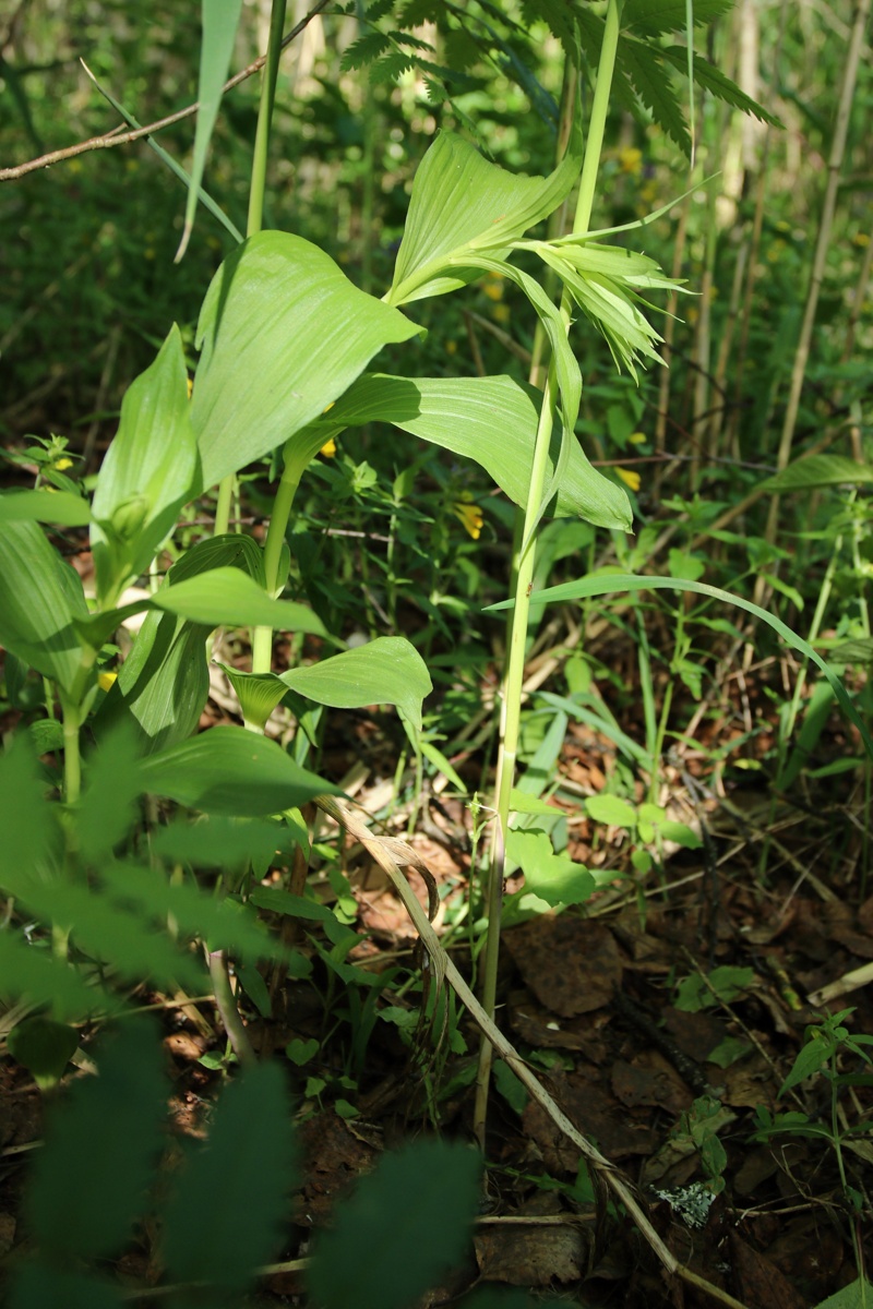 Изображение особи Epipactis helleborine.
