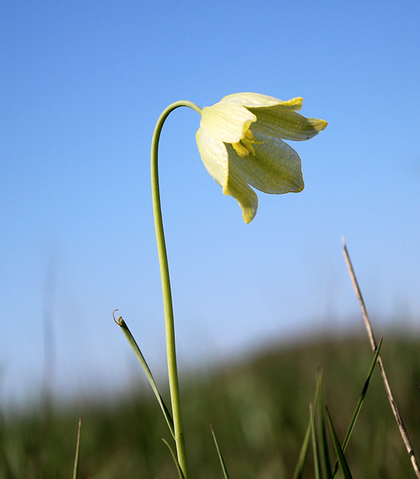 Image of Fritillaria meleagroides specimen.