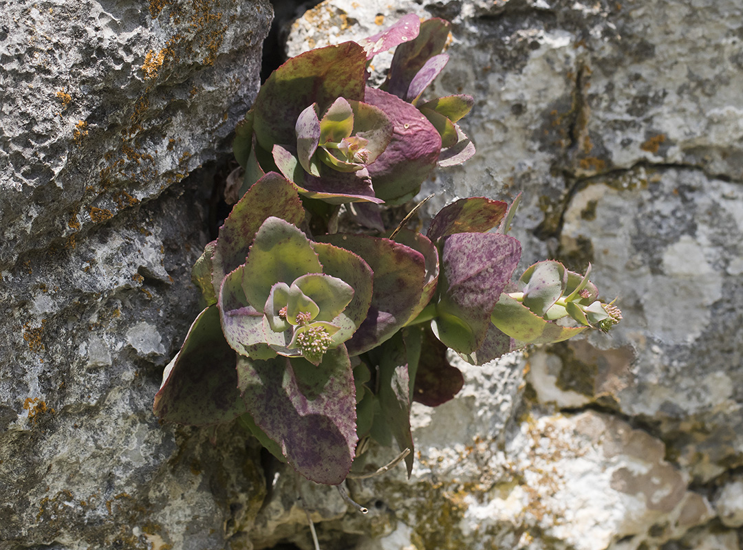 Image of Hylotelephium caucasicum specimen.