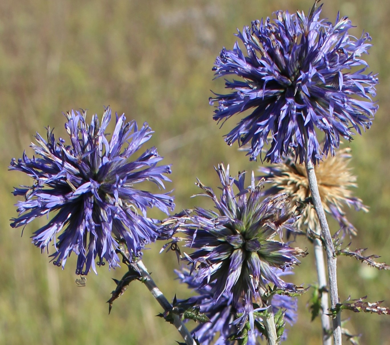 Изображение особи Echinops biebersteinii.