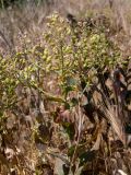 Cardaria draba