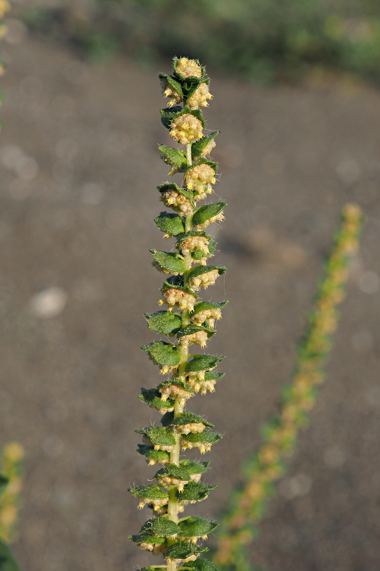 Image of Ambrosia artemisiifolia specimen.
