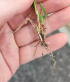 Agrostis diluta