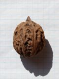 род Juglans