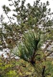 Pinus pallasiana