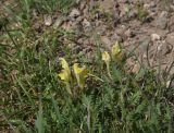 genus Scutellaria