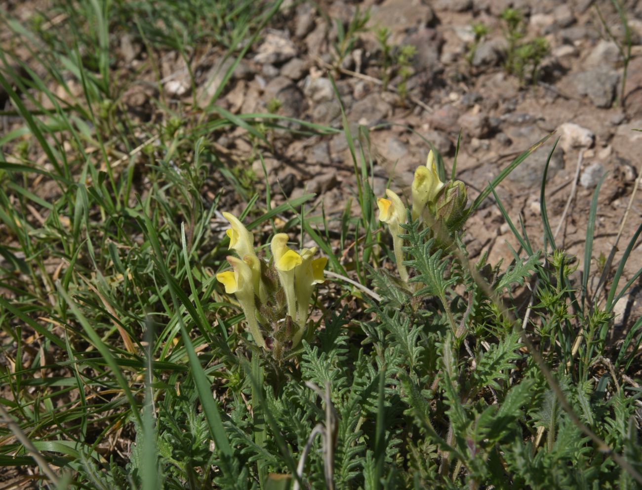 Image of genus Scutellaria specimen.