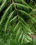 Woodwardia prolifera. Верхушка вайи с сорусами. Китай, г. Шанхай, в культуре. 25.05.2025.