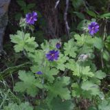 Geranium platypetalum