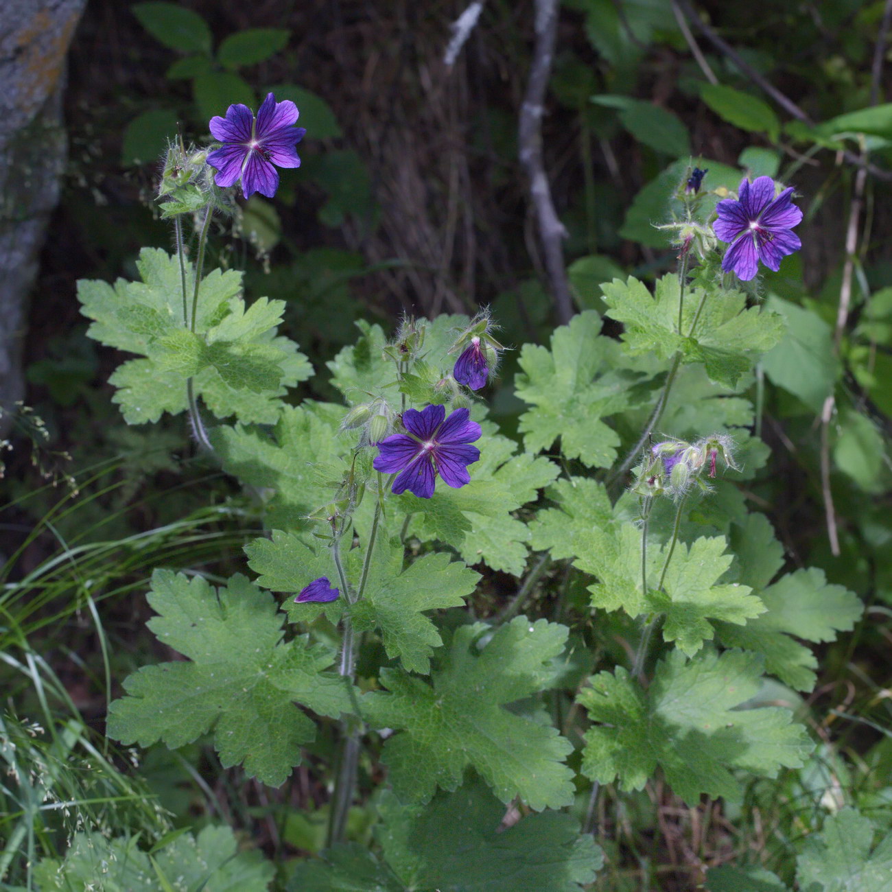 Image of Geranium platypetalum specimen.
