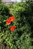 genus Papaver
