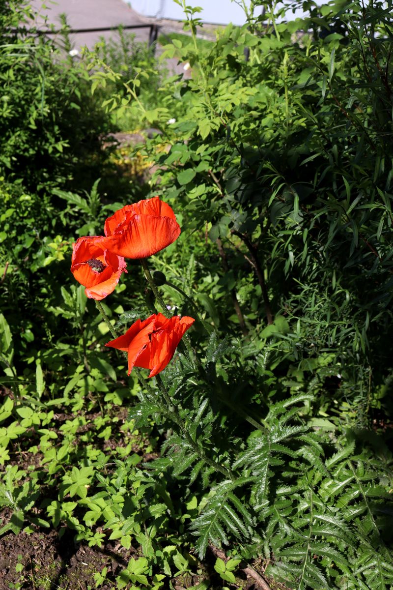 Image of genus Papaver specimen.
