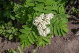 Sorbus aucuparia ssp. glabrata