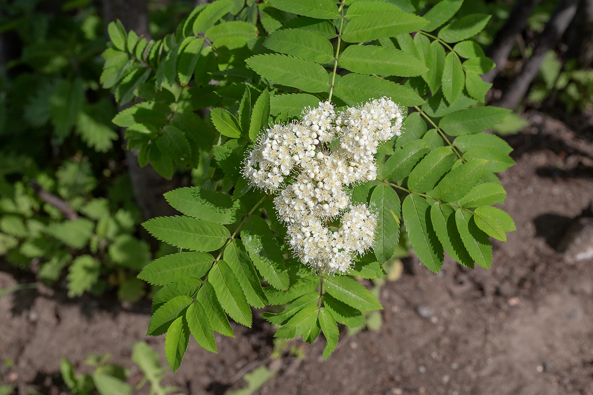 Изображение особи Sorbus aucuparia ssp. glabrata.