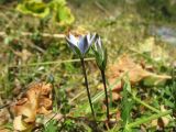 Lomatogonium carinthiacum
