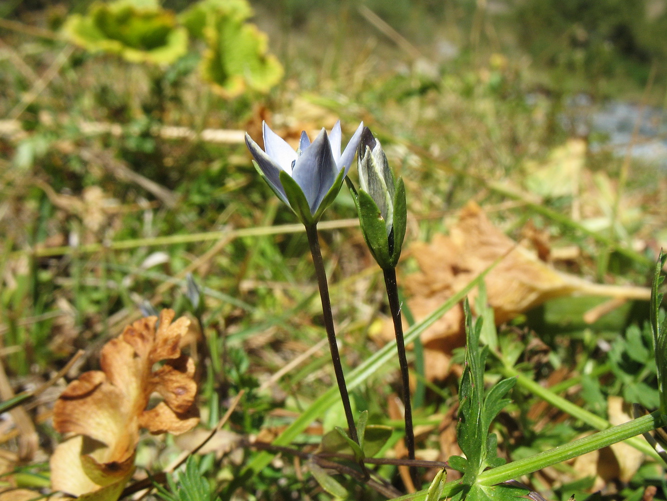 Image of Lomatogonium carinthiacum specimen.