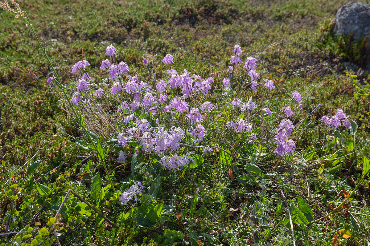 Image of Dianthus superbus specimen.