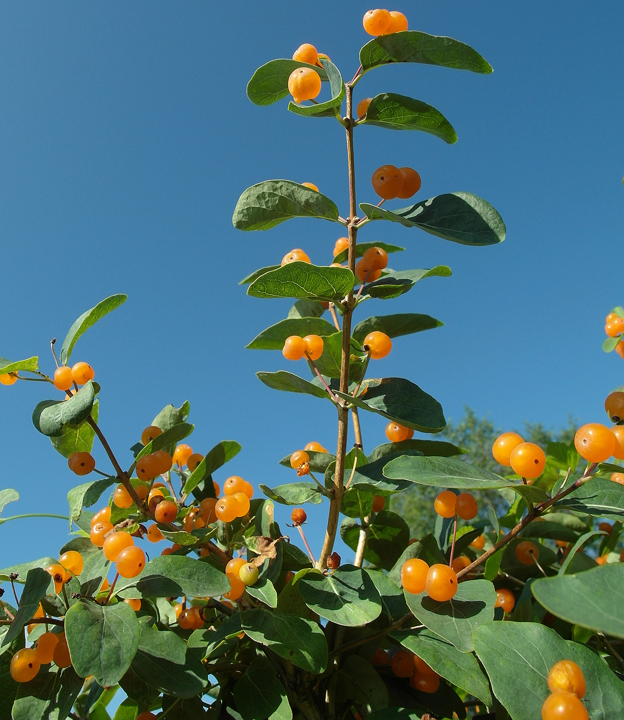 Image of Lonicera tatarica specimen.