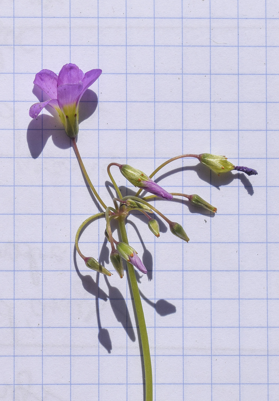 Image of Oxalis latifolia specimen.