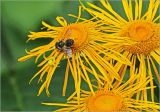 Telekia speciosa. Соцветие с питающимися насекомыми и пауком. Московская обл., Раменский р-н, окр. дер. Хрипань, садовый участок. 15.07.2025.
