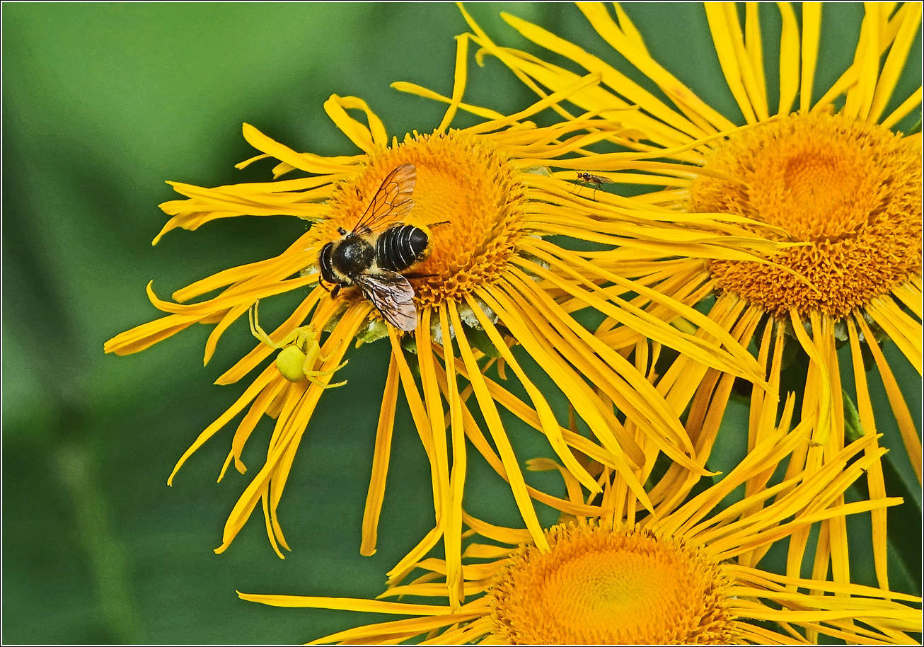 Изображение особи Telekia speciosa.