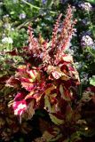 Coleus scutellarioides