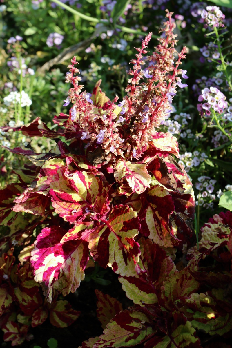 Image of Coleus scutellarioides specimen.
