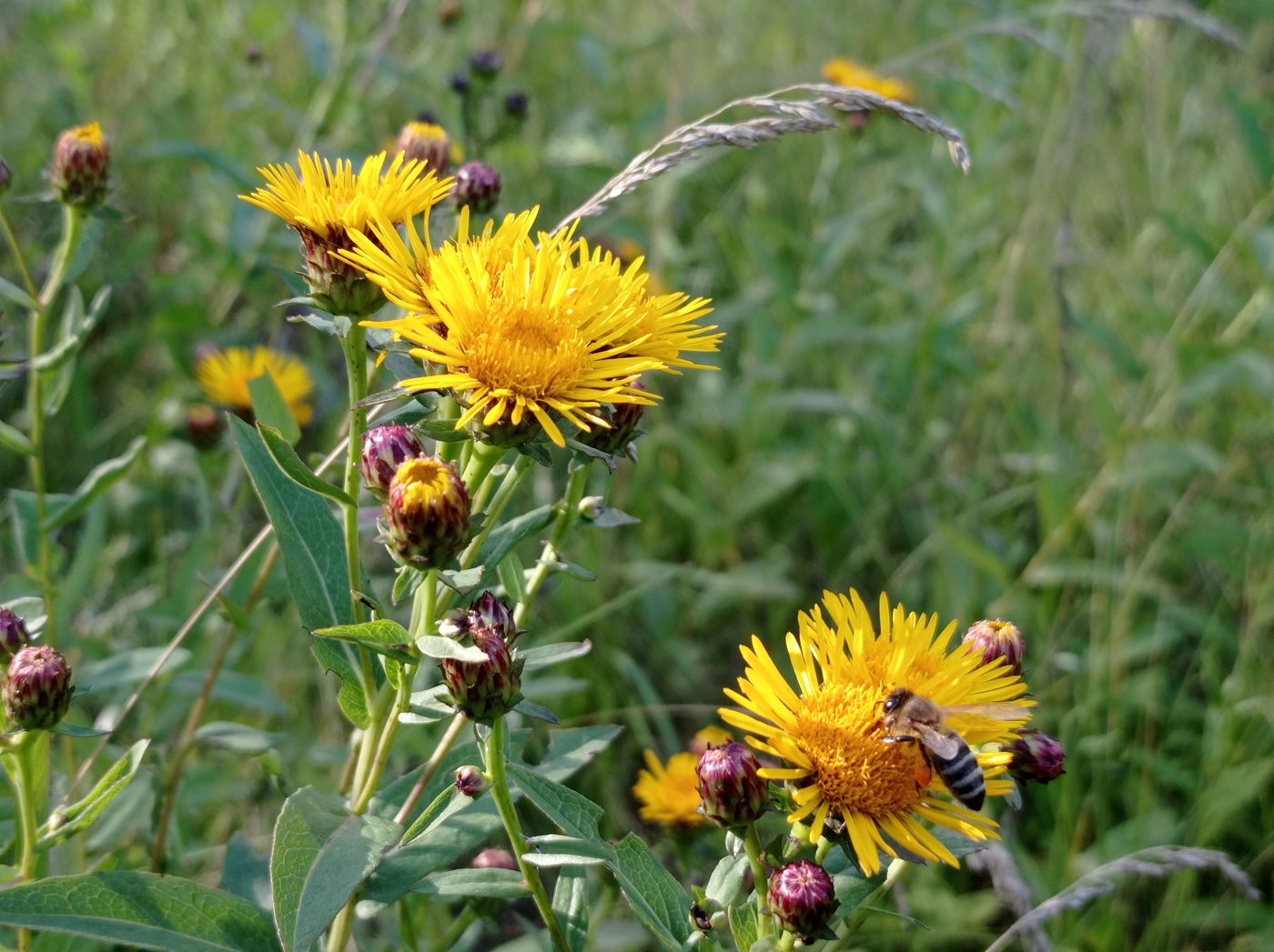 Image of Inula salicina specimen.