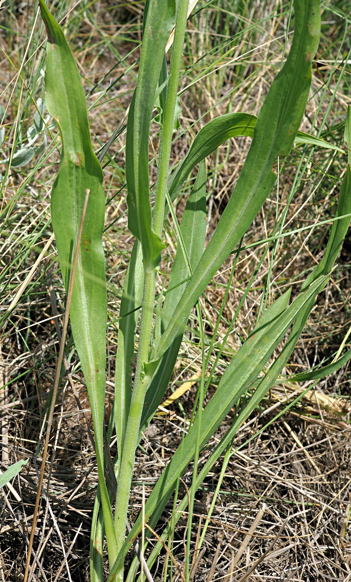 Изображение особи Scorzonera stricta.