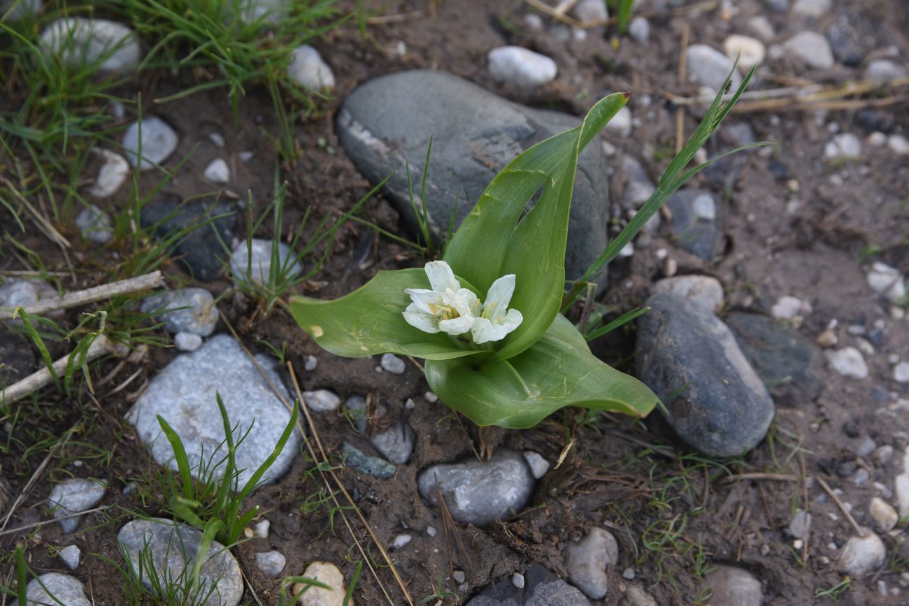 Изображение особи Неопознанный вид.