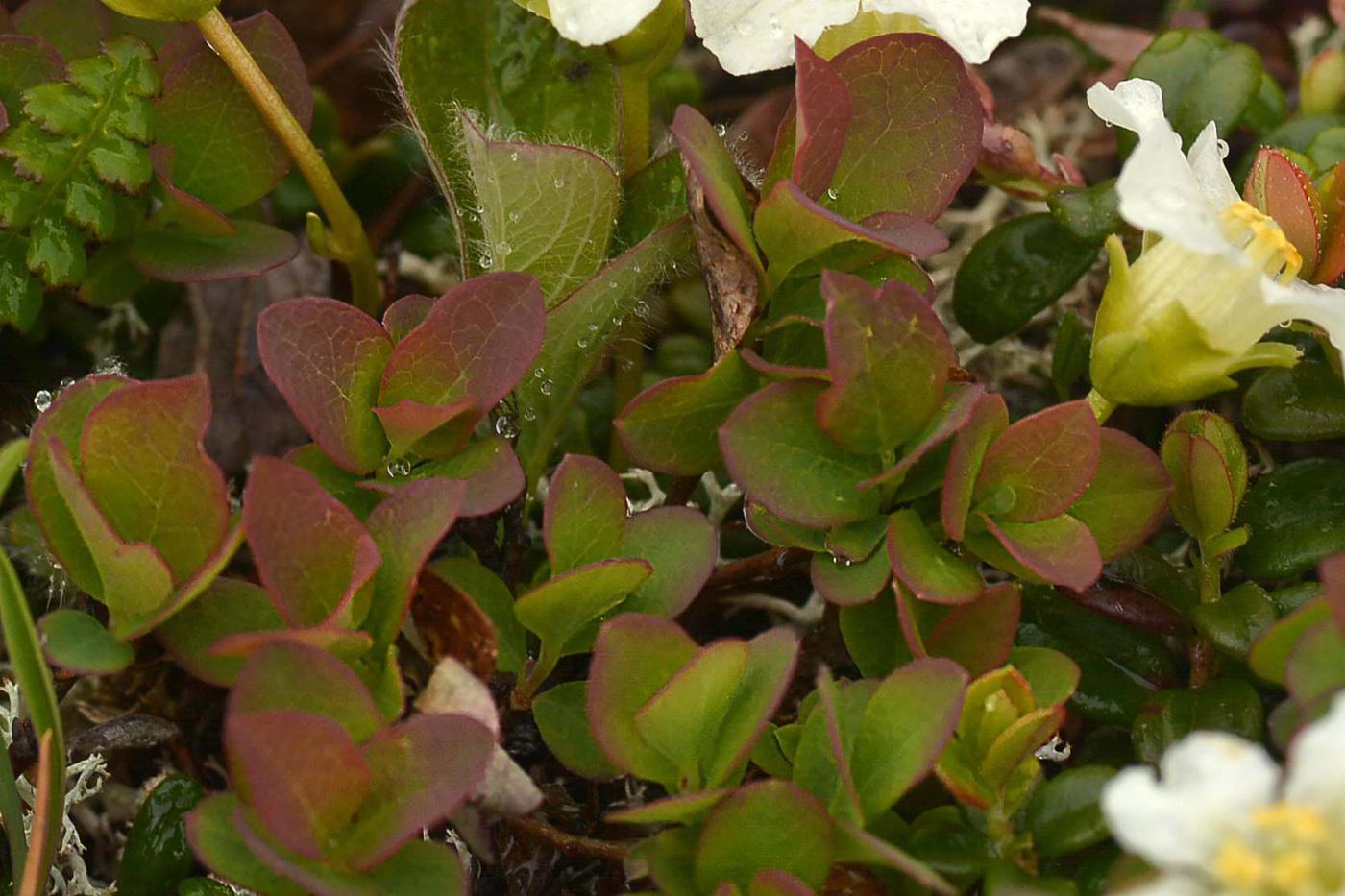 Image of Vaccinium vulcanorum specimen.