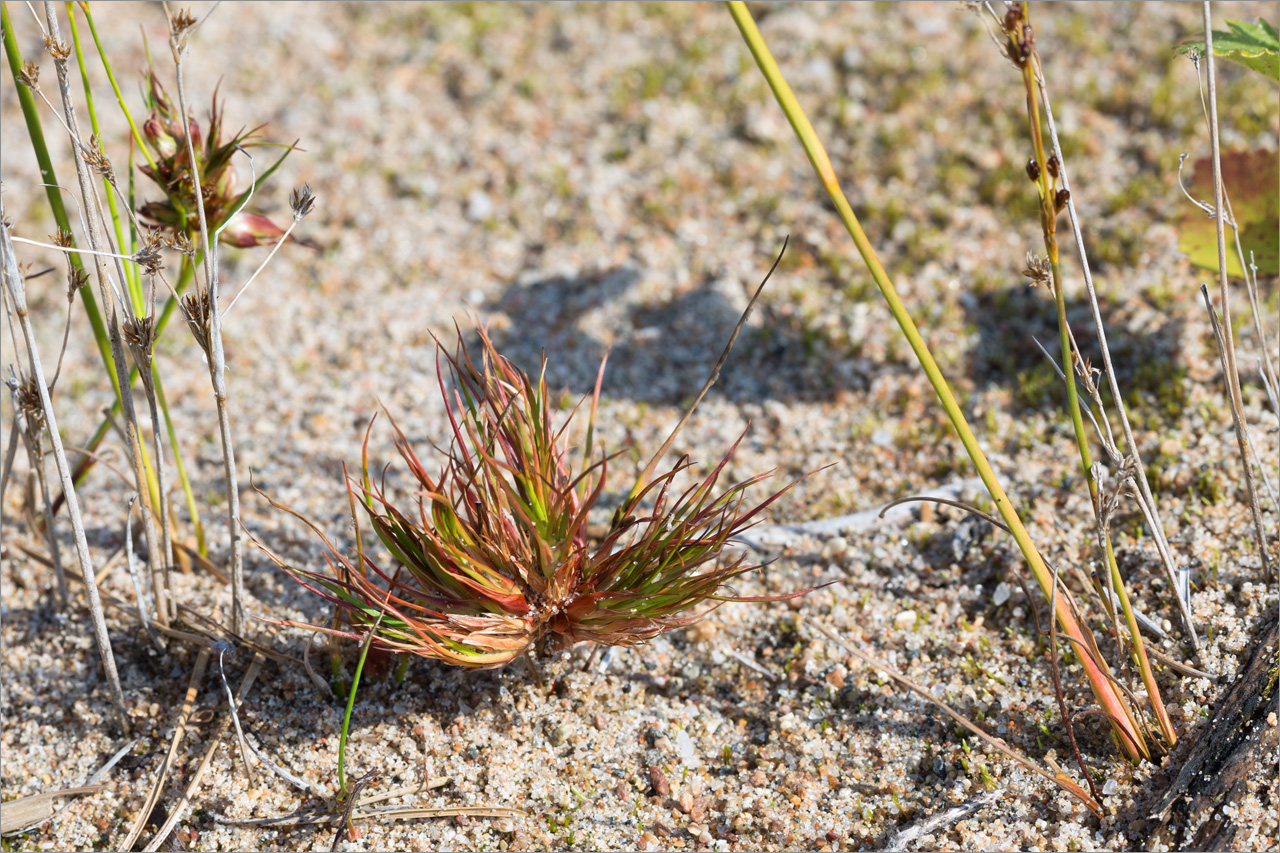 Image of Juncus alpino-articulatus specimen.