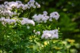 Thalictrum filamentosum. Верхушка цветущего растения. Приморский край, Партизанский р-н, дол. р. 1-я Каменка, широколиственный лес. 12.06.2025.
