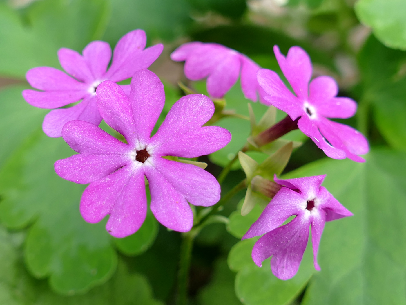 Изображение особи Primula patens.