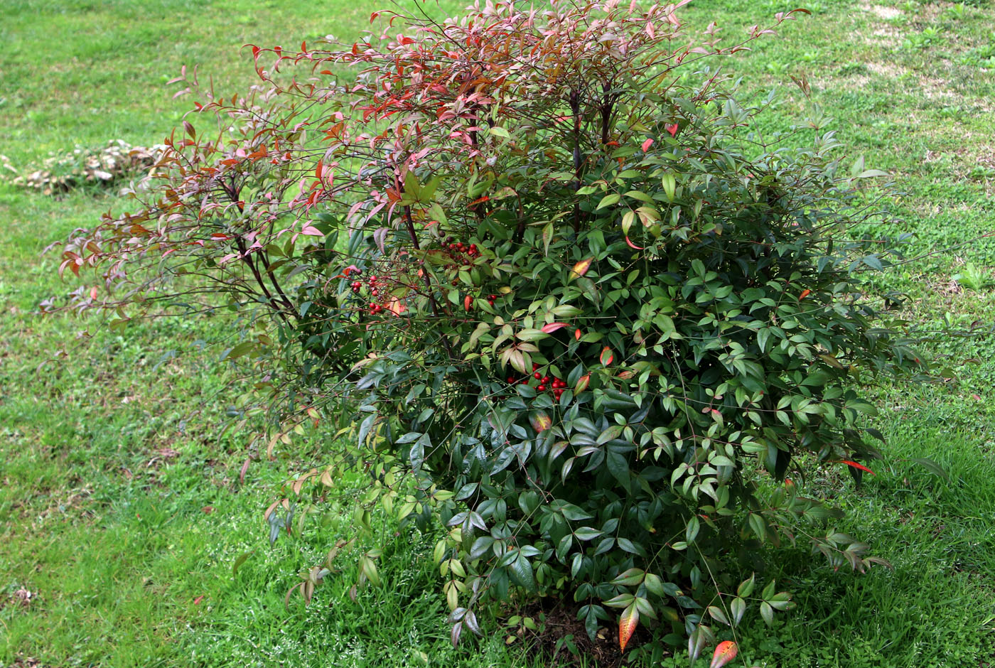Image of Nandina domestica specimen.