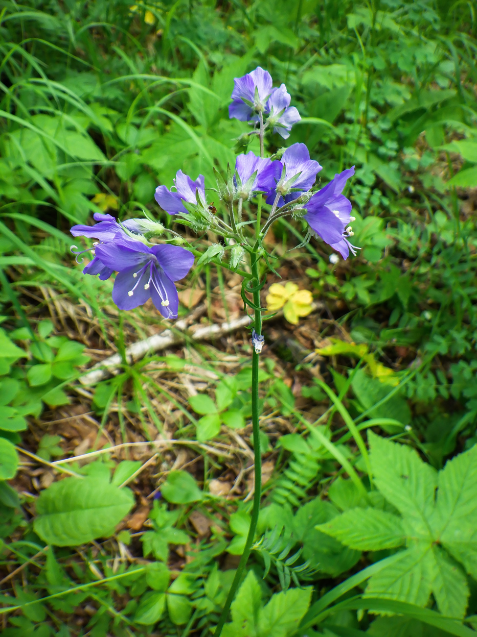Изображение особи Polemonium laxiflorum.